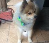 Se Vende Macho Pomerania 100% Raza