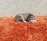 Vendo Husky Siberiano