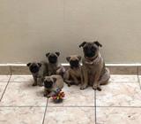 Cachorros Pug