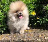 Hembra D'realeza Pomeranian