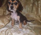 Beagle Black And Tan