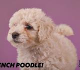 French Poodle Mini