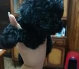 French Poodle Negra