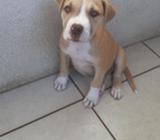 Hembra de 2 Meses