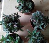 Cactus Y Suculentas