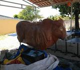 Toro Mecanico