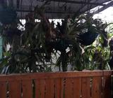 Se Venden Matas Cayo Venado