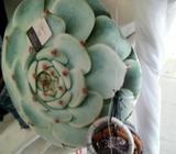 Hermoso Cojin de Suculenta