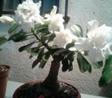 Rosa Del Desierto Bonsái Y Mas Pequeñas
