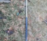 Zusuki Sidekick Piston Compuerta Atras