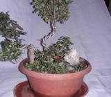 Se Vende Lindo Olmo Chino