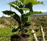 Almacigo de Cafe Ovata