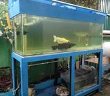 Pecera con Peces Mide 2 M
