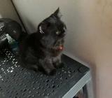 Urge Vender Gatito Himalaya Guápiles