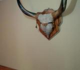 Cachera