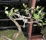 Lindo Bonsai de 18 Años
