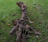 Maderas Y Raices Rusticas