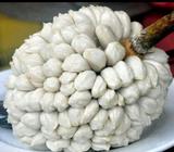 Marang