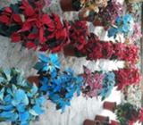 89264029 Pastoras de Varios Colores