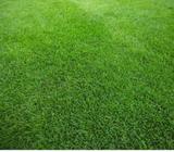 Canchas de Césped Sintético O Natural