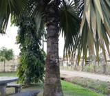 Palmera Saribus Rotundifolius