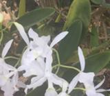 Guarias