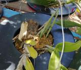 Orquídeas