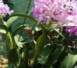 2 Guarias Grandes con 5 O 6 Flores