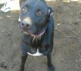 Se Vende Perro Labradores