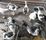 Se Venden Patos