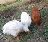 Gallinas O Pollos