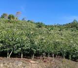 Vendo Finca de Cafe Y Casa