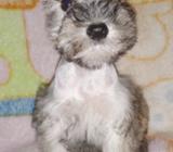 Schnauzer Extra Miniatura