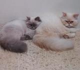 Pareja Gatos Persa-himalaya