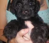 Cachorra Maltes
