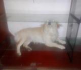 Reqalo Perrito Pero Persona Responsaable