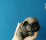 Pug Patitas Cortas