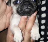 Pug Patitas Cortas
