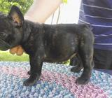 Bulldog Frances Hembras Disponibles