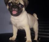 Pug (excelente Genética)negociable