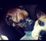 Vendo Cachorros Boxer