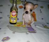 Chihuahua Macho Super Pequeño