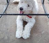 Cachorro Frensh Poolde