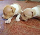 Se Venden Cachorritos American Stanford