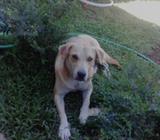 Adopcion Labrador con Pastor Aleman