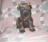 Schnauzer Miniatura Hembra