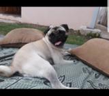 Perrita Pug