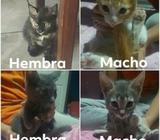 Se Regalan Gatitos