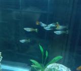 Peces Gupis