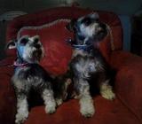 Vendo Perro Schnauzer Barato